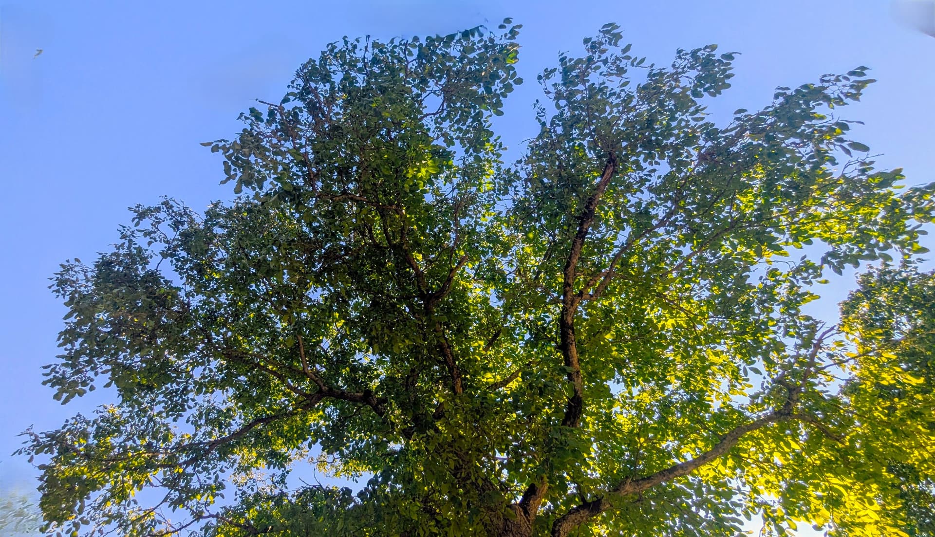 Cime d'un arbre vue d'en bas, branches et feuillage illuminés par la lumière du ciel